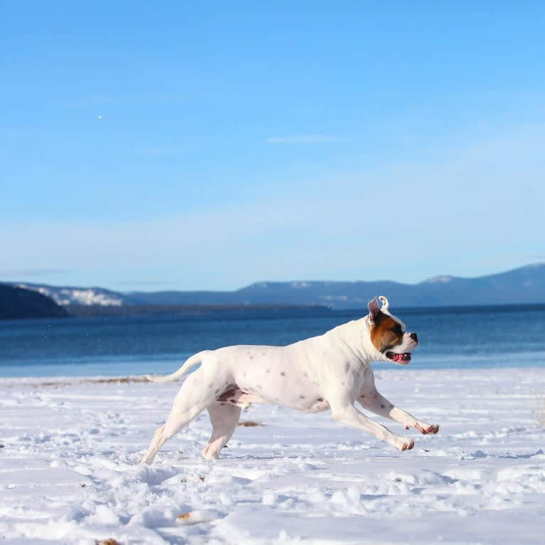 Kobe, a Bulldog and American Pit Bull Terrier mix tested with EmbarkVet.com