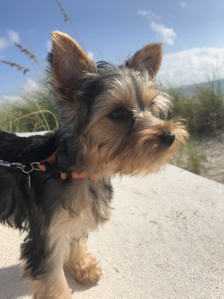 Bentley, a Yorkshire Terrier tested with EmbarkVet.com