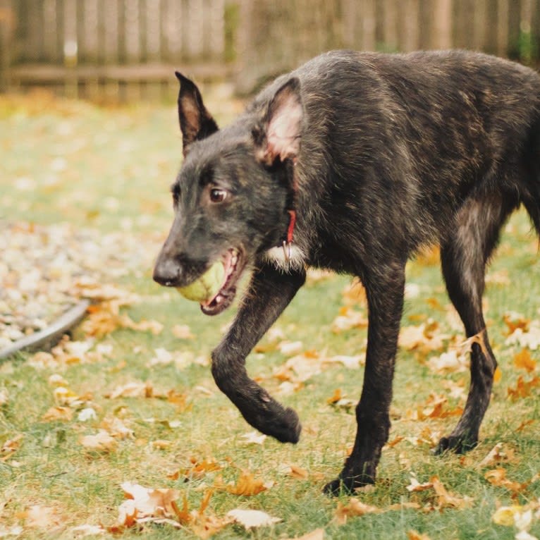 Jamie, a Belgian Malinois and Greyhound mix tested with EmbarkVet.com