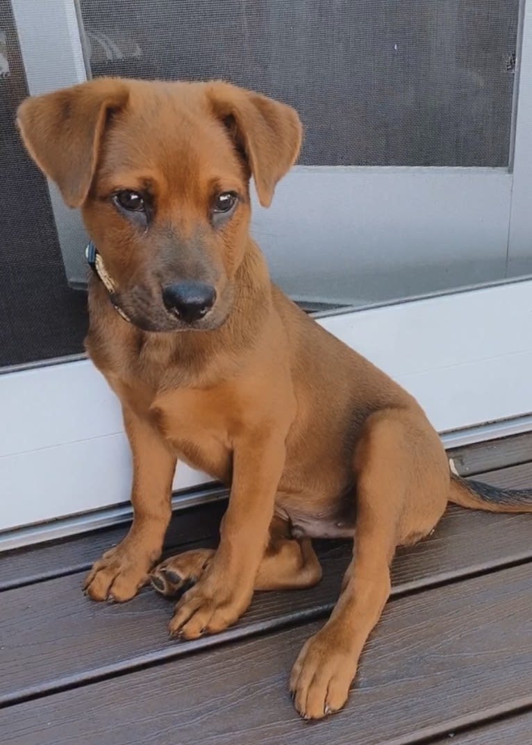 Tug, a Chow Chow and American Pit Bull Terrier mix tested with EmbarkVet.com