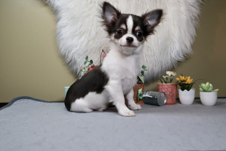 Block, a Chihuahua tested with EmbarkVet.com