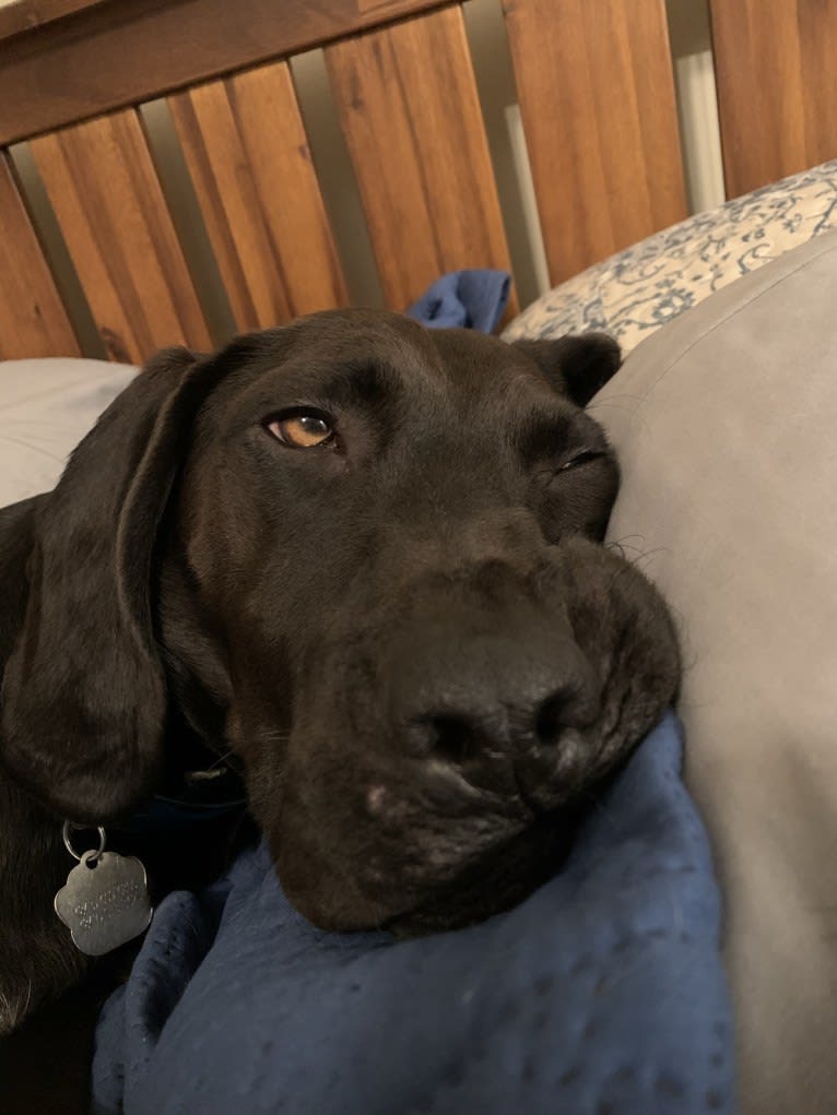 Moose, a Boykin Spaniel and Redbone Coonhound mix tested with EmbarkVet.com