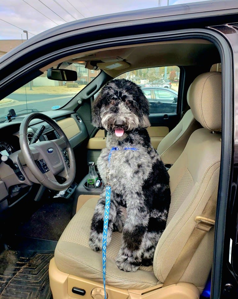 Cooper, a Poodle (Standard) tested with EmbarkVet.com