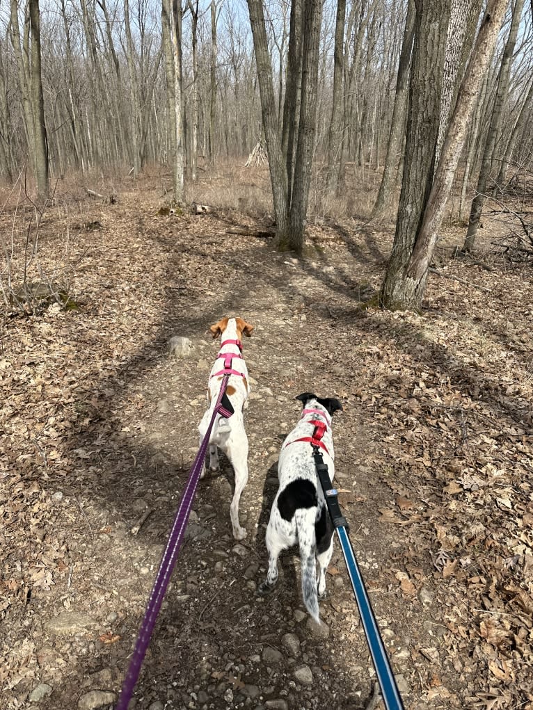 Texie, a Pointer and Llewellin Setter mix tested with EmbarkVet.com