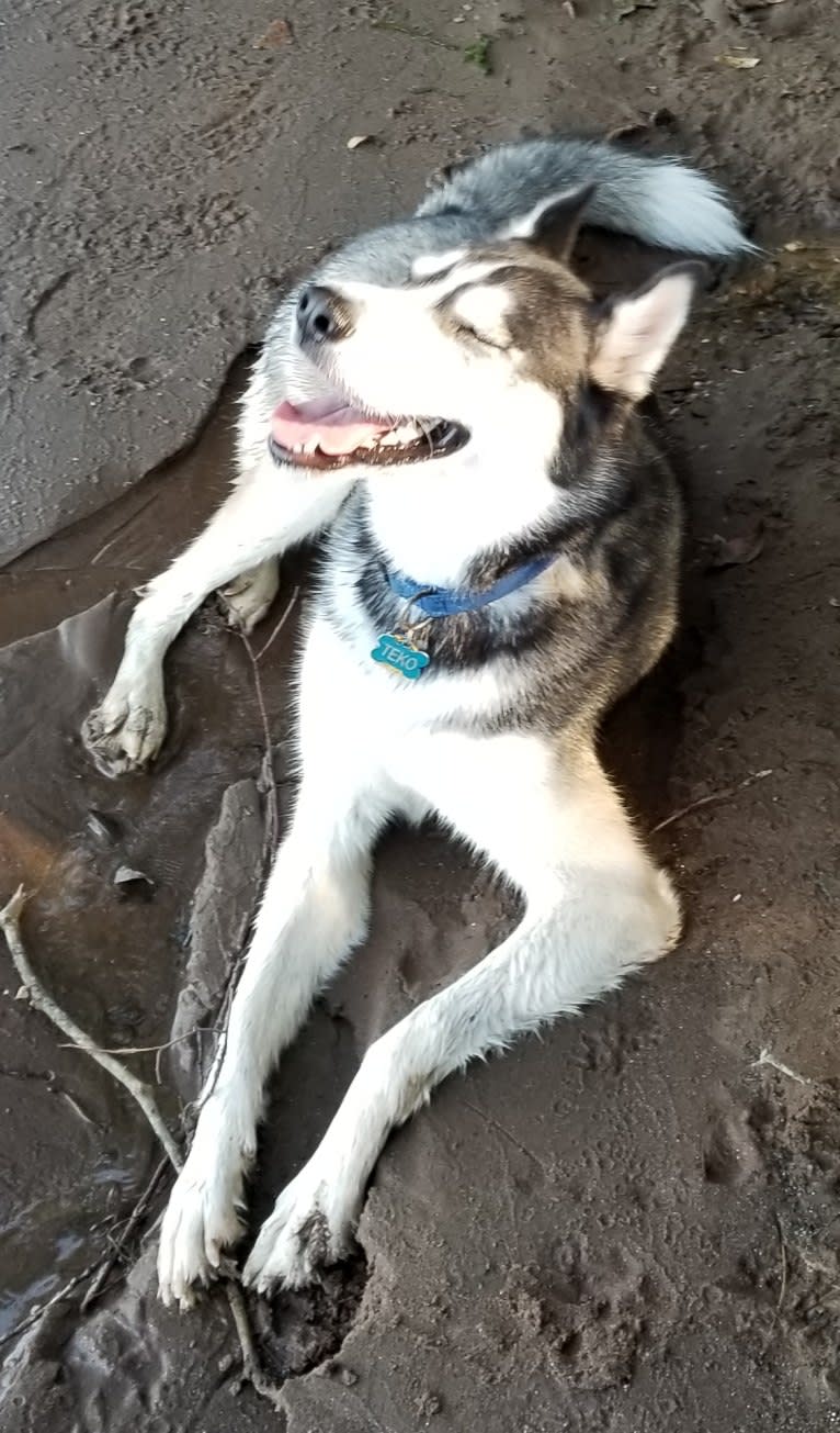 Teko, a Siberian Husky tested with EmbarkVet.com