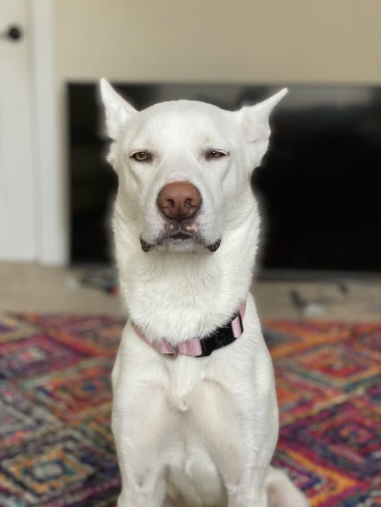 Alaska, a Siberian Husky and Border Collie mix tested with EmbarkVet.com