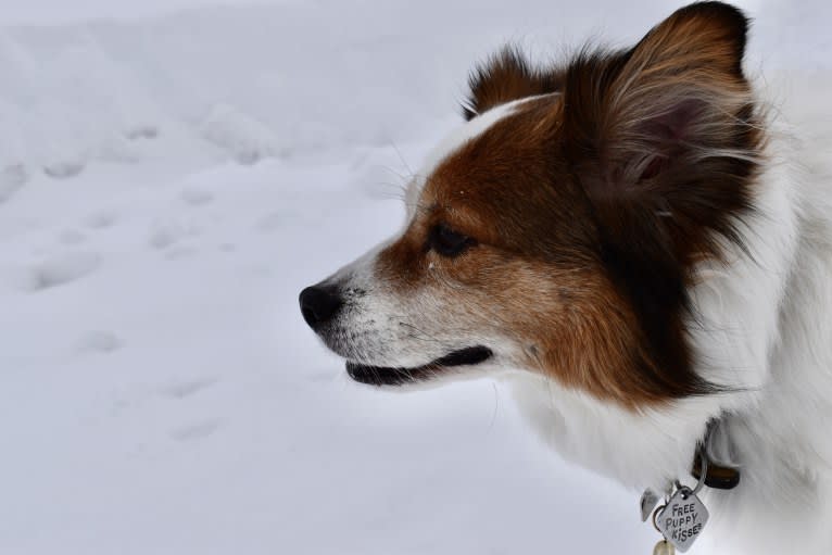 Cooper, an Australian Cattle Dog and Shih Tzu mix tested with EmbarkVet.com