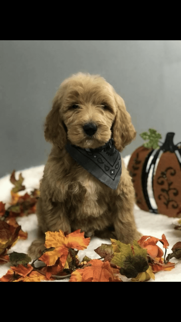 Brodie, a Goldendoodle tested with EmbarkVet.com