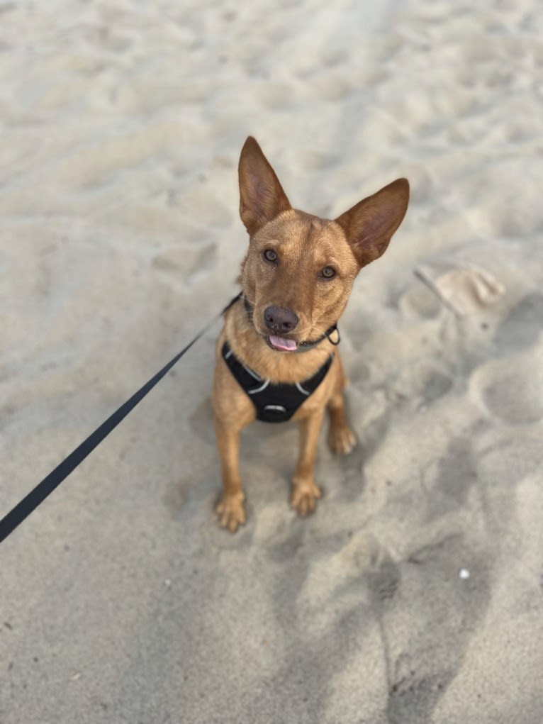 Foxy, an American Pit Bull Terrier and Australian Cattle Dog mix tested with EmbarkVet.com