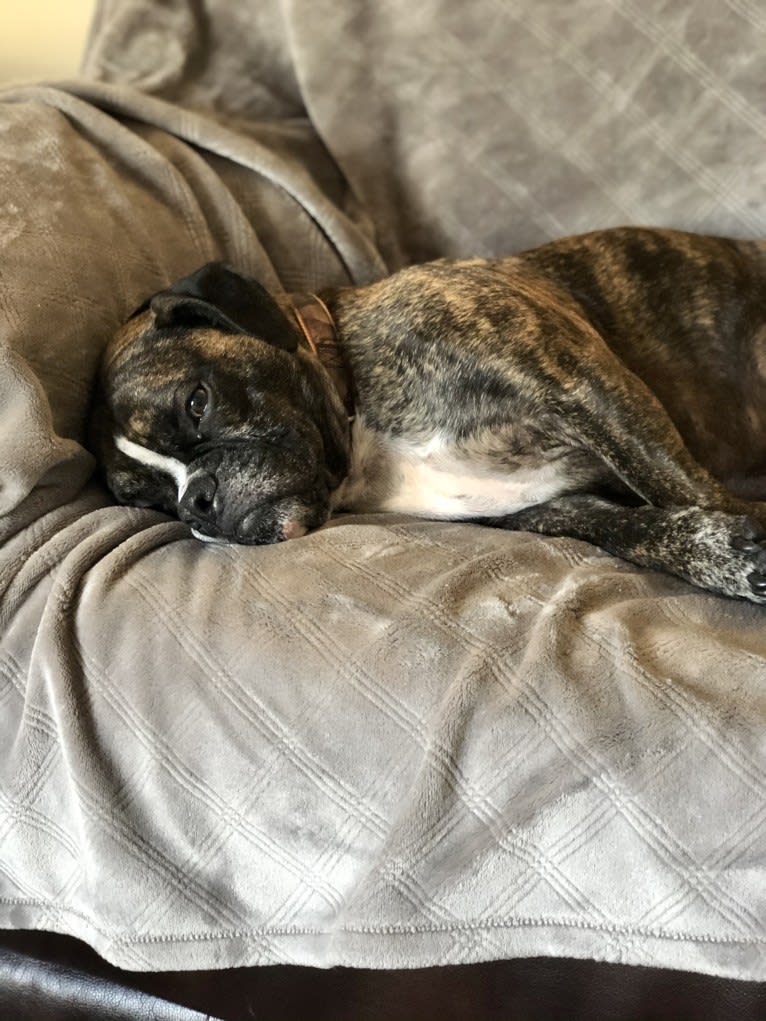 Monty, a Bulldog and American Bulldog mix tested with EmbarkVet.com