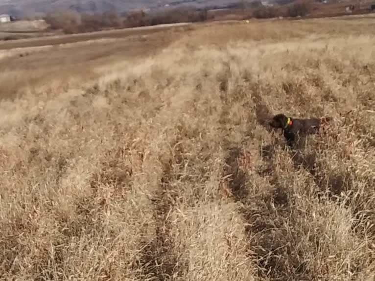 Kola, a Wirehaired Pointing Griffon tested with EmbarkVet.com