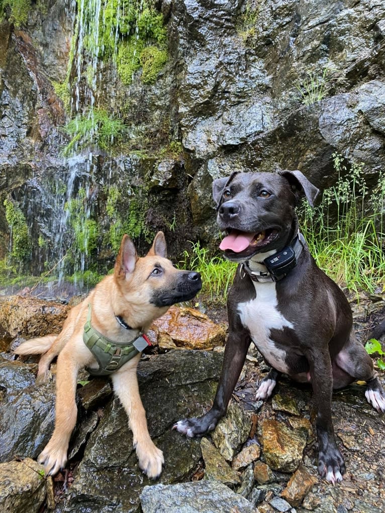 Everhett, a German Shepherd Dog and Australian Cattle Dog mix tested with EmbarkVet.com