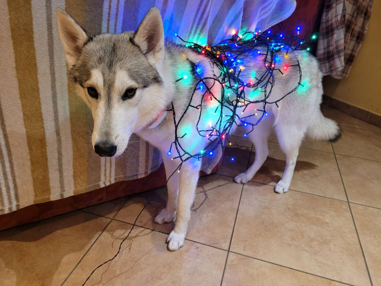 Roku, a Siberian Husky and German Shepherd Dog mix tested with EmbarkVet.com