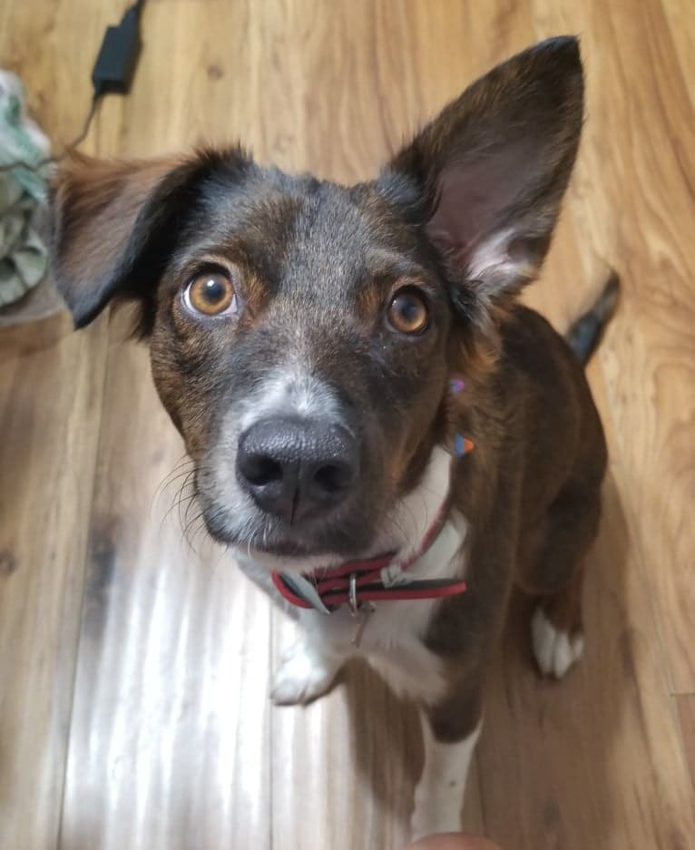 Iggy, an American Village Dog tested with EmbarkVet.com