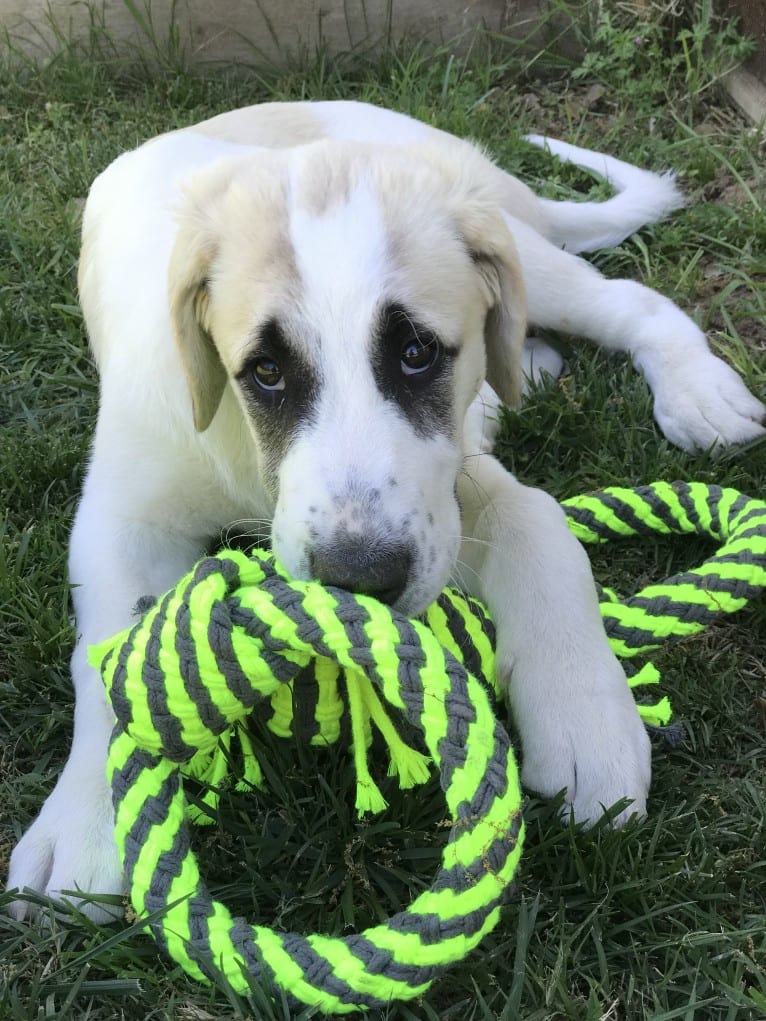 Rocket, an Anatolian Shepherd Dog tested with EmbarkVet.com