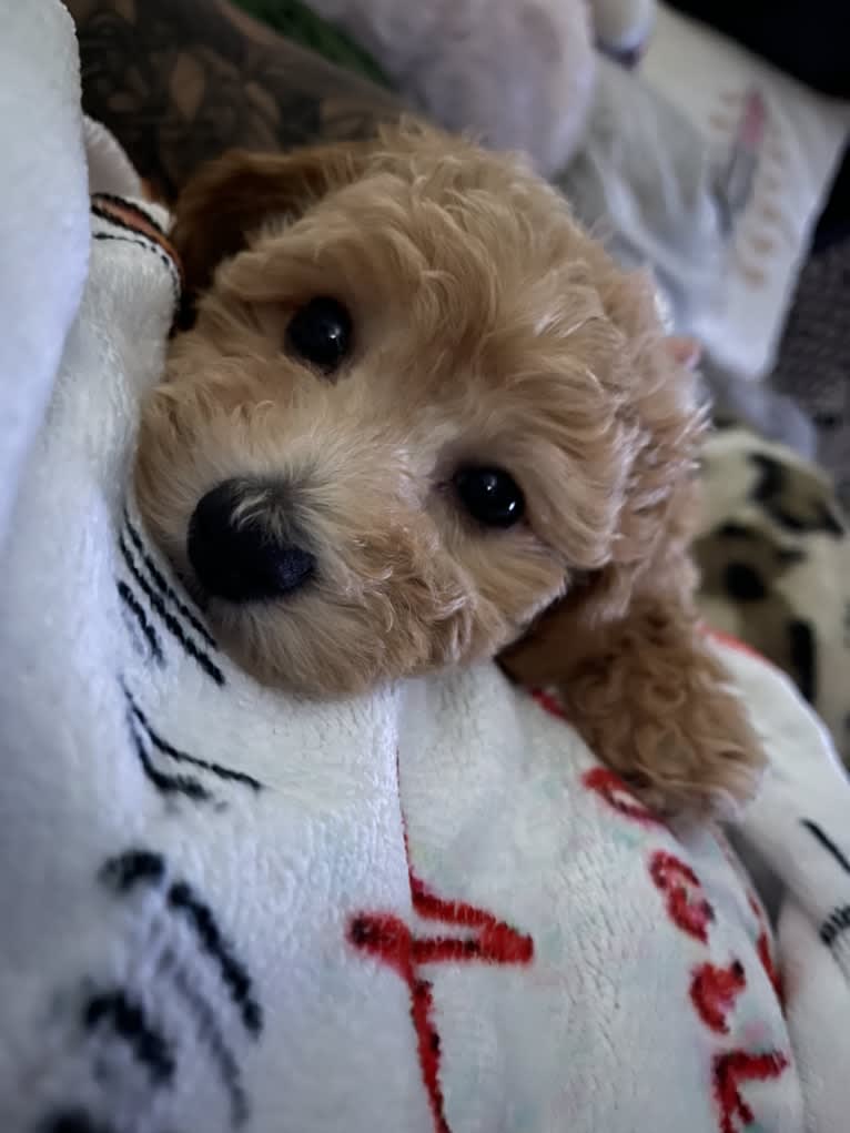 Bailee, a Bichonpoo tested with EmbarkVet.com