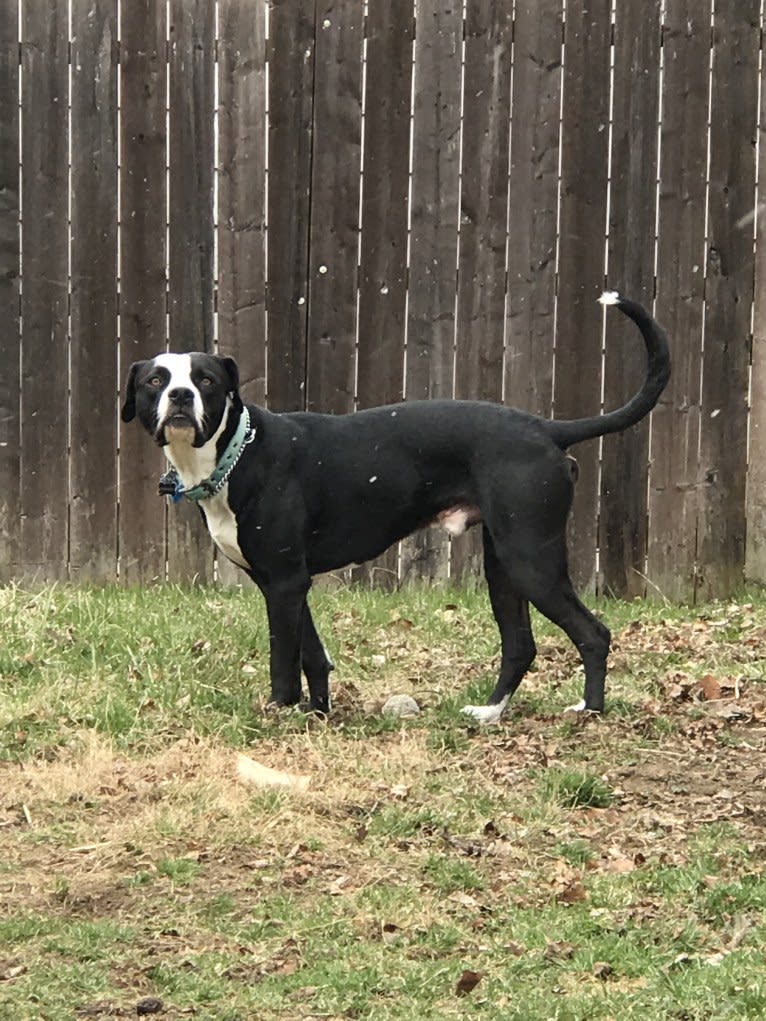 Frankie, an American Bulldog and American Pit Bull Terrier mix tested with EmbarkVet.com