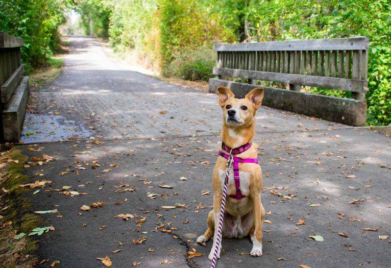 Zoe, an Australian Cattle Dog and Rat Terrier mix tested with EmbarkVet.com