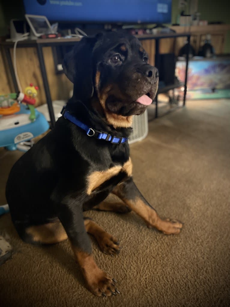 Chompy, a Rottweiler tested with EmbarkVet.com