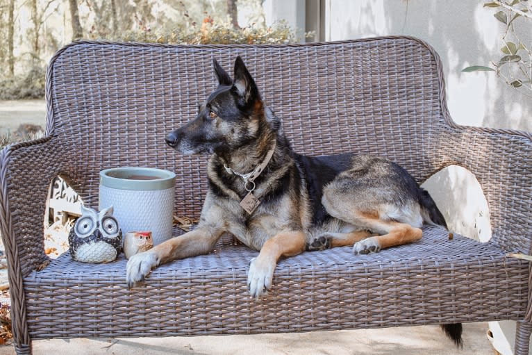 Myla, a German Shepherd Dog and Border Collie mix tested with EmbarkVet.com