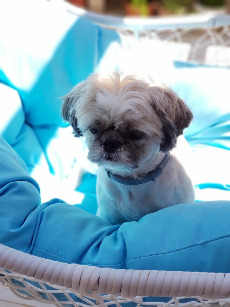 Einstein, a Shih Tzu tested with EmbarkVet.com