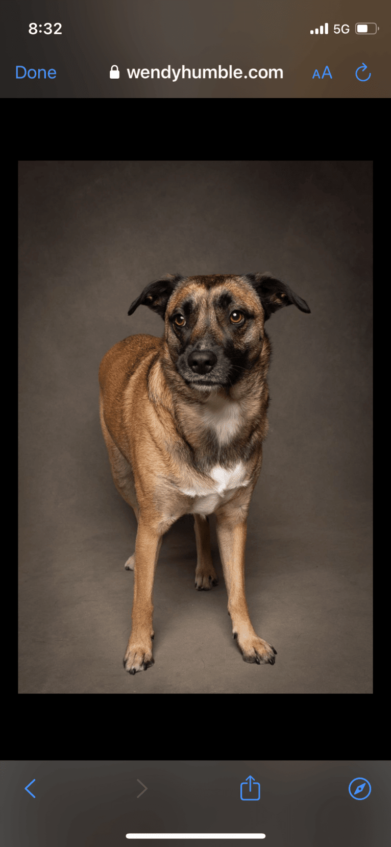Lennox, an American Pit Bull Terrier and Great Pyrenees mix tested with EmbarkVet.com
