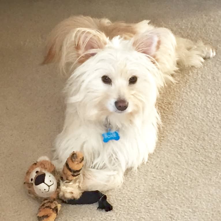 Foxie, a Pomeranian and Chow Chow mix tested with EmbarkVet.com