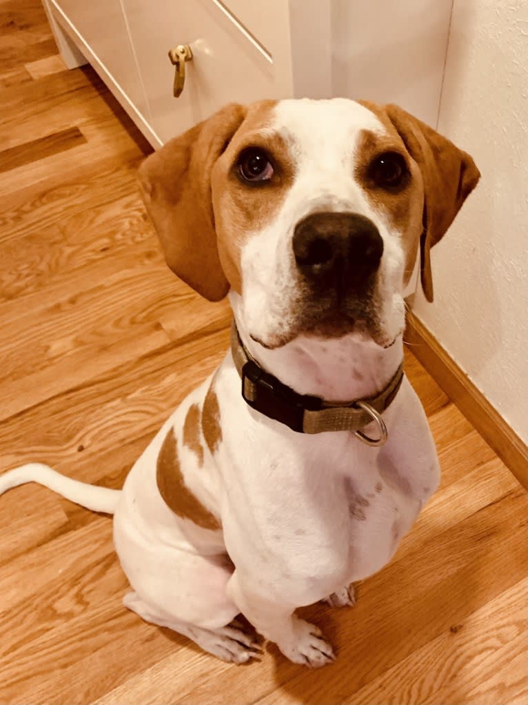 Hamlet, a Pointer tested with EmbarkVet.com