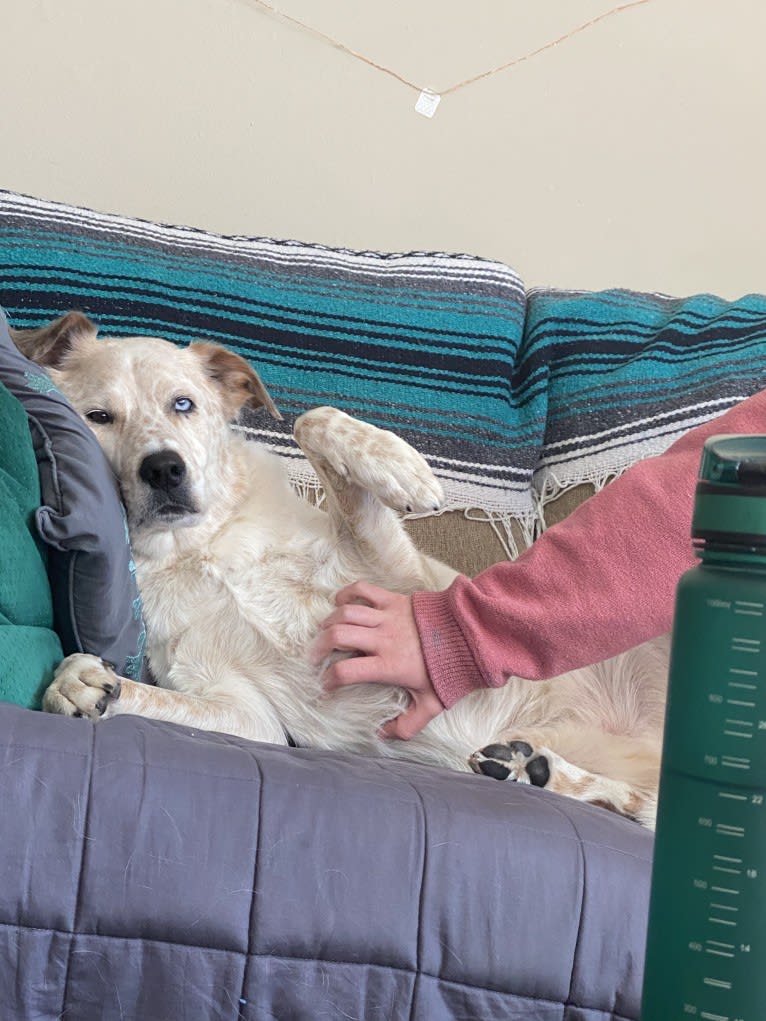 Maxwell, an Australian Shepherd and Australian Cattle Dog mix tested with EmbarkVet.com