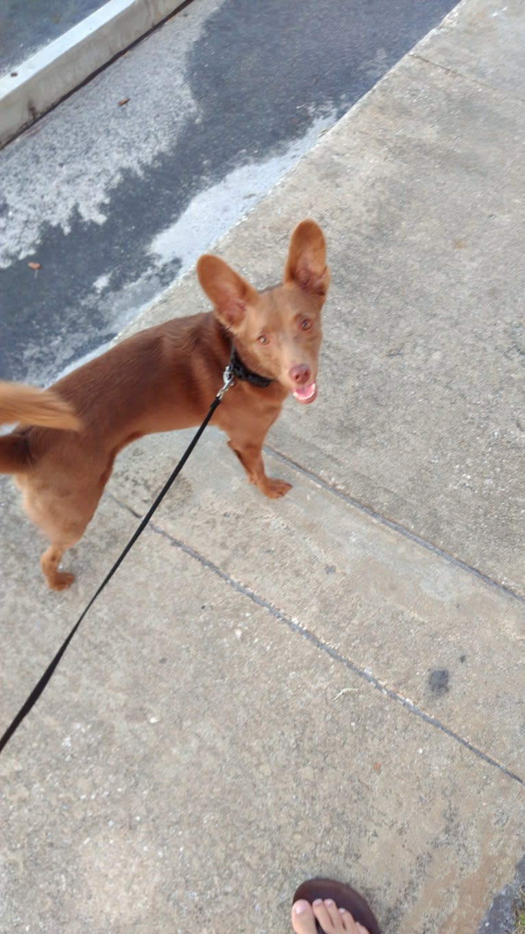 Little Red, a Russell-type Terrier and American Eskimo Dog mix tested with EmbarkVet.com