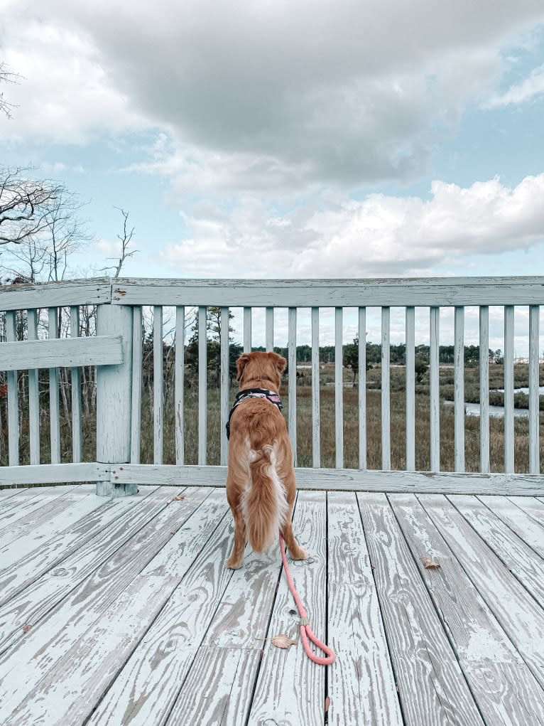 Marley, a Golden Retriever tested with EmbarkVet.com