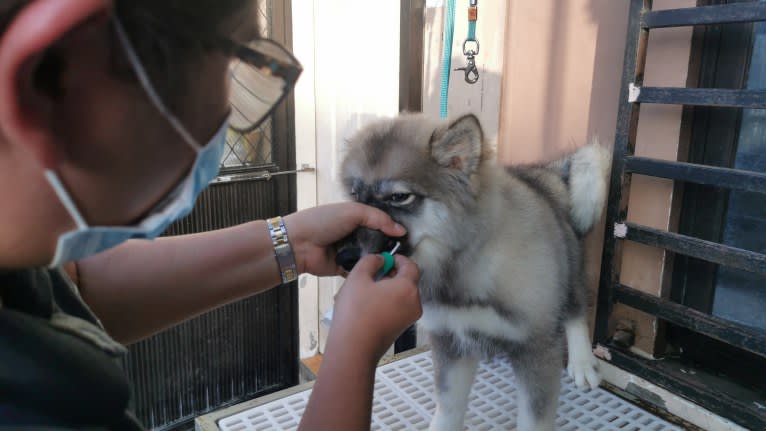 Mira, a Siberian Husky tested with EmbarkVet.com