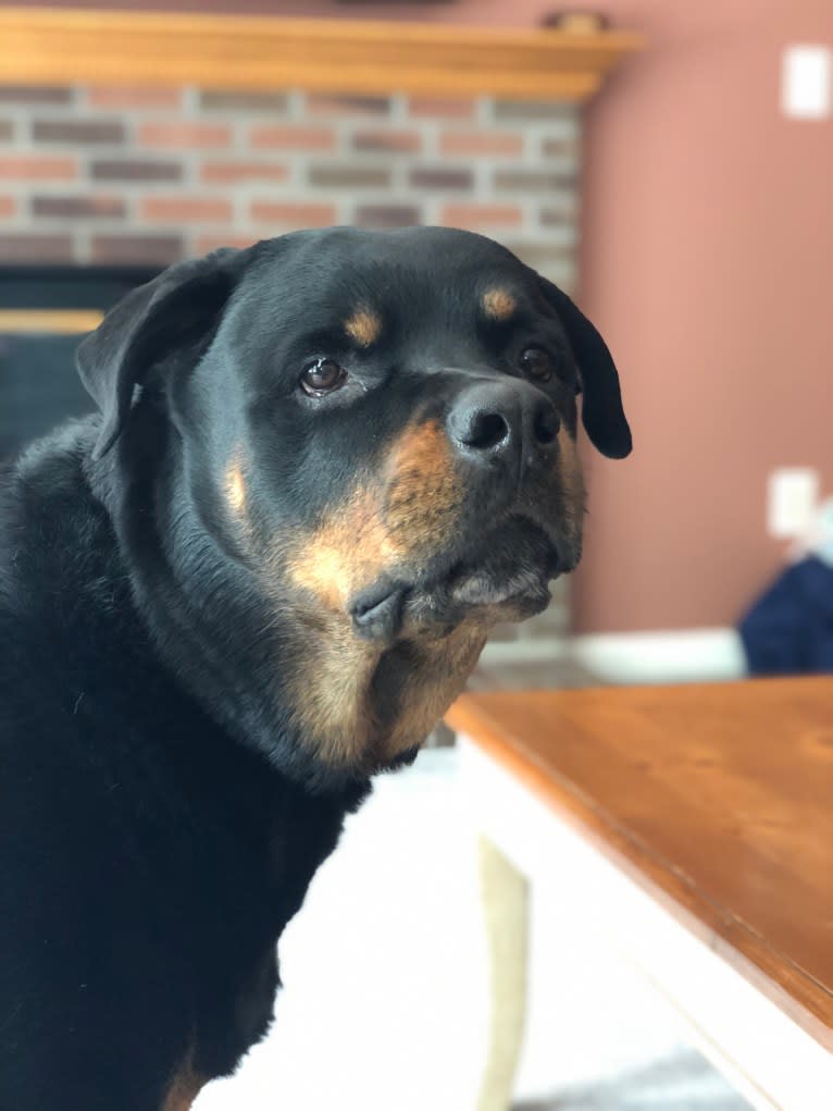 Augustus, a Rottweiler tested with EmbarkVet.com
