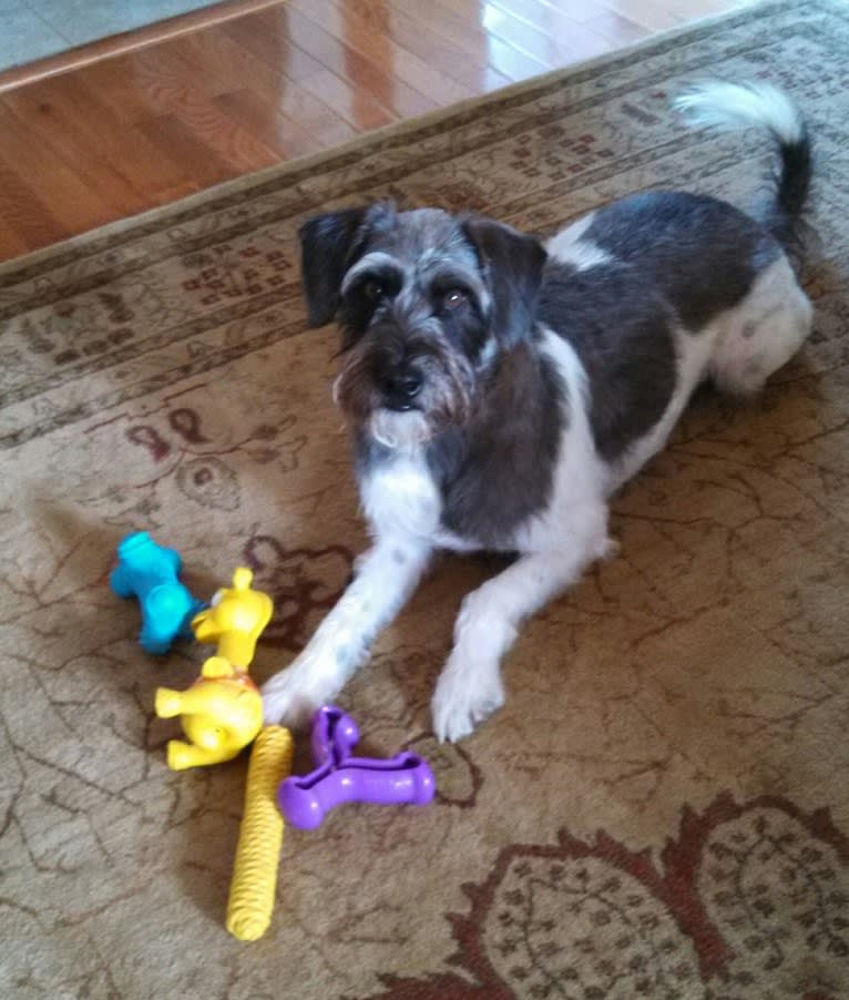 Butler, a Miniature Schnauzer and Rat Terrier mix tested with EmbarkVet.com