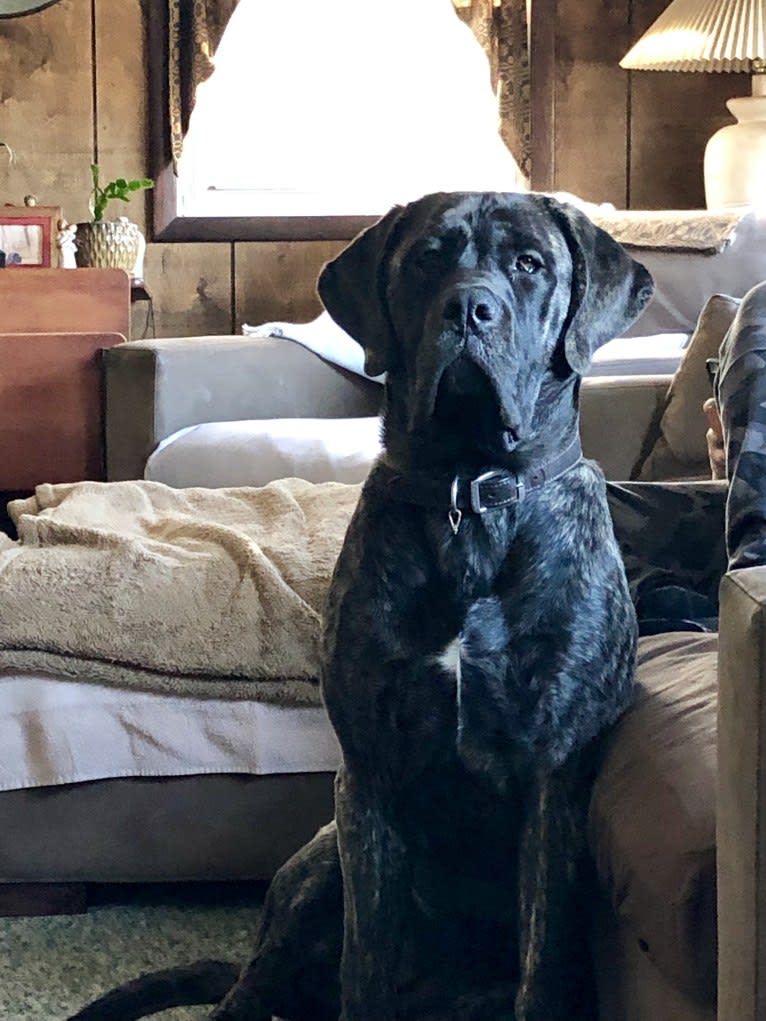 Miss Delilah, a Mastiff tested with EmbarkVet.com