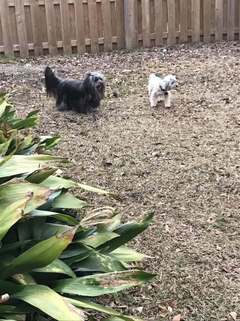 Gus, a Shih Tzu and Lhasa Apso mix tested with EmbarkVet.com