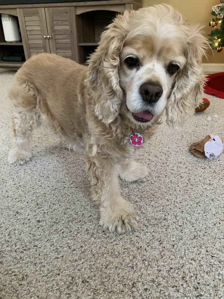 Daisy, a Cocker Spaniel tested with EmbarkVet.com