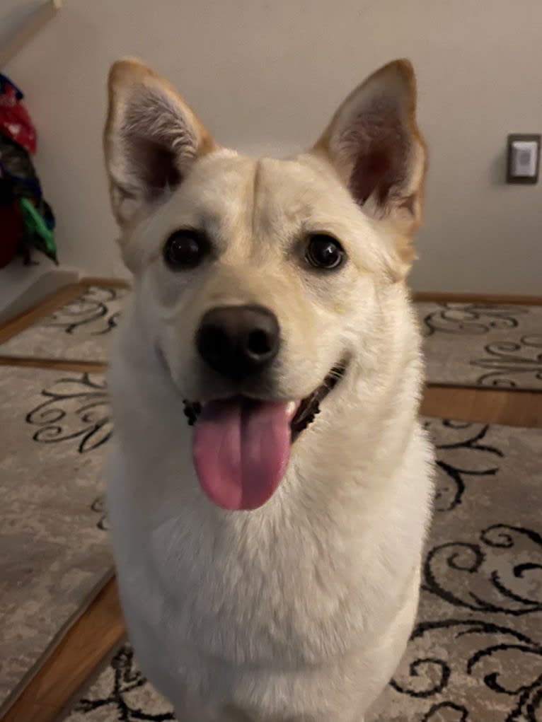 Nala, a Labrador Retriever and Chow Chow mix tested with EmbarkVet.com