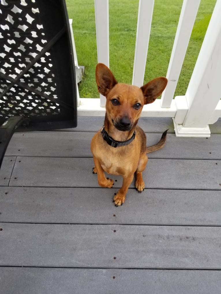 Pip, a Miniature Pinscher and Chihuahua mix tested with EmbarkVet.com