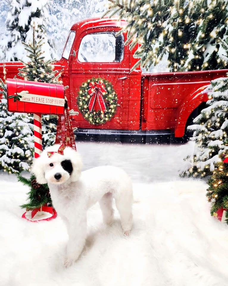 Dolly, a Poodle tested with EmbarkVet.com