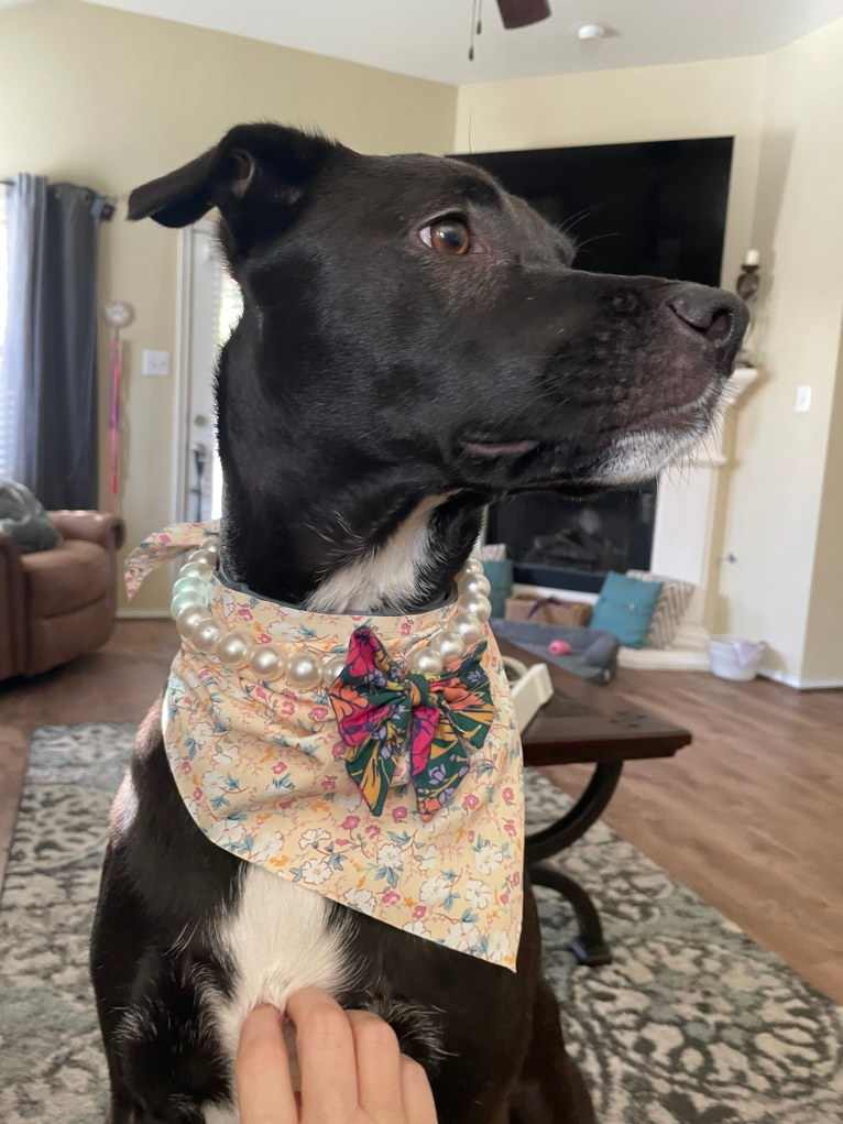 Cindy, an American Pit Bull Terrier and Australian Cattle Dog mix tested with EmbarkVet.com