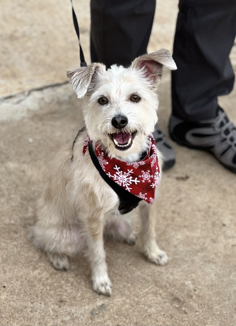 Louie, a Rat Terrier and Miniature Schnauzer mix tested with EmbarkVet.com