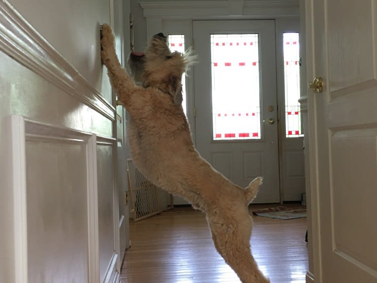 Photo of Desmond, a Soft Coated Wheaten Terrier  in 23 Misty Lane, Buffalo, MO, USA