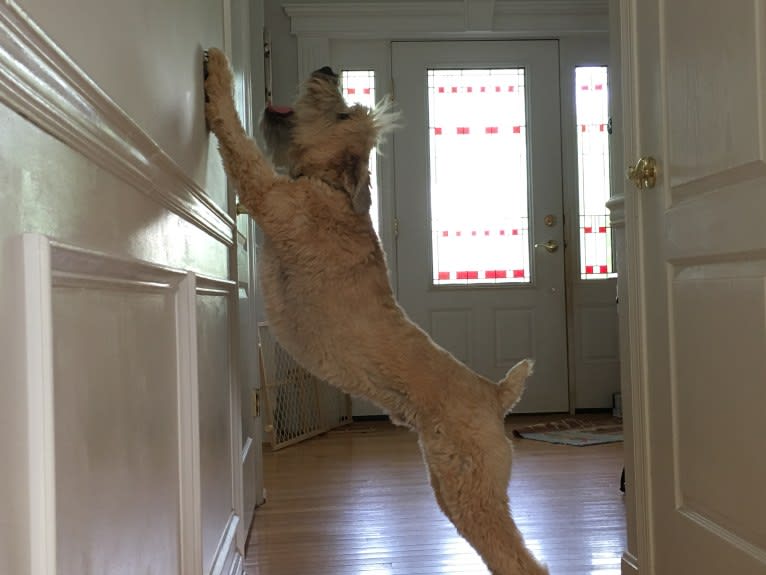 Desmond, a Soft Coated Wheaten Terrier tested with EmbarkVet.com