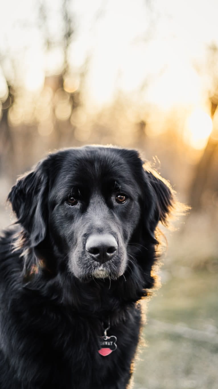 Conway, a Golden Retriever and Great Pyrenees mix tested with EmbarkVet.com