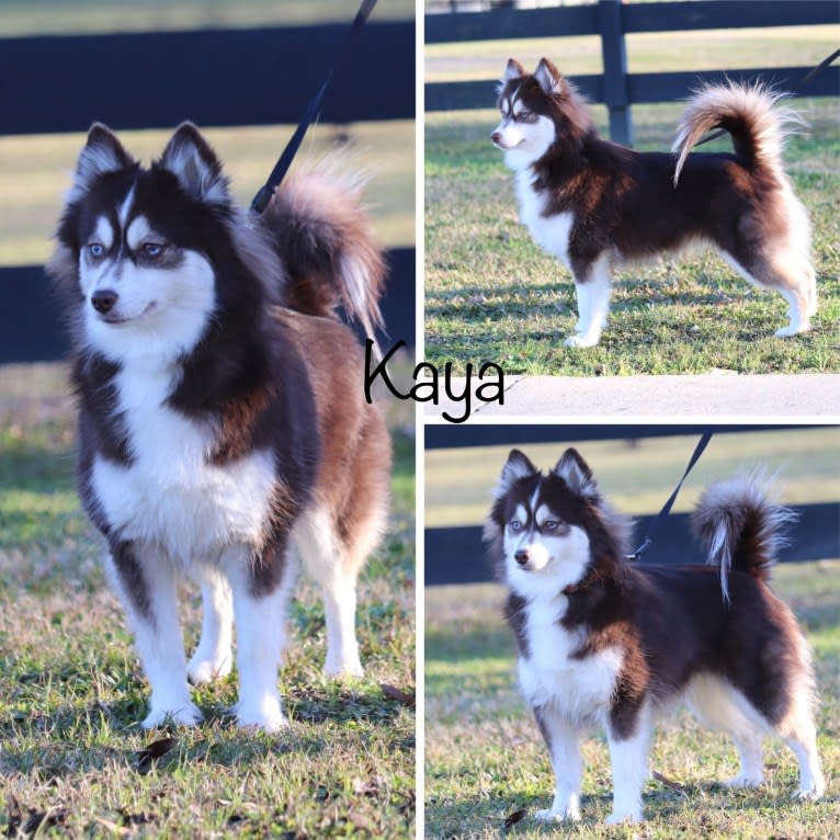 Kaya-F2, a Pomsky tested with EmbarkVet.com