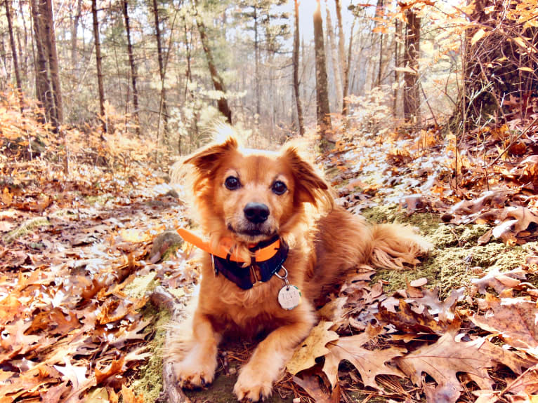 Tovi, a Pug and Chihuahua mix tested with EmbarkVet.com