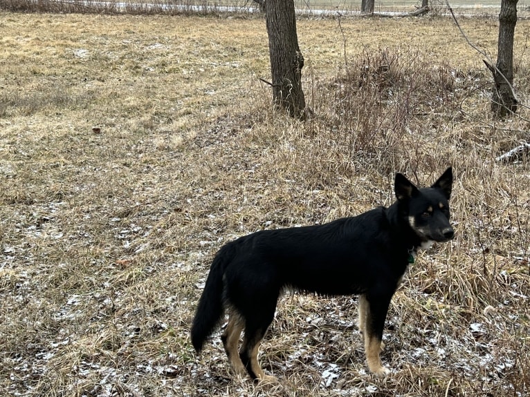 Otso, a Lapponian Herder tested with EmbarkVet.com