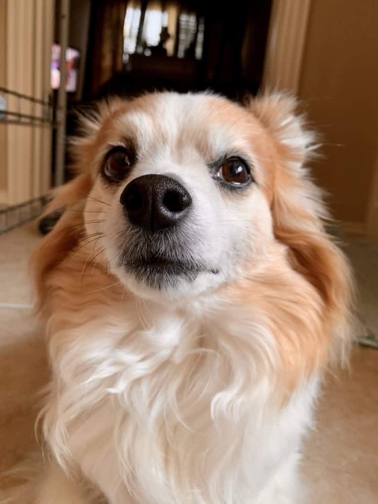 Ziggy, a Papillon and Maltese mix tested with EmbarkVet.com