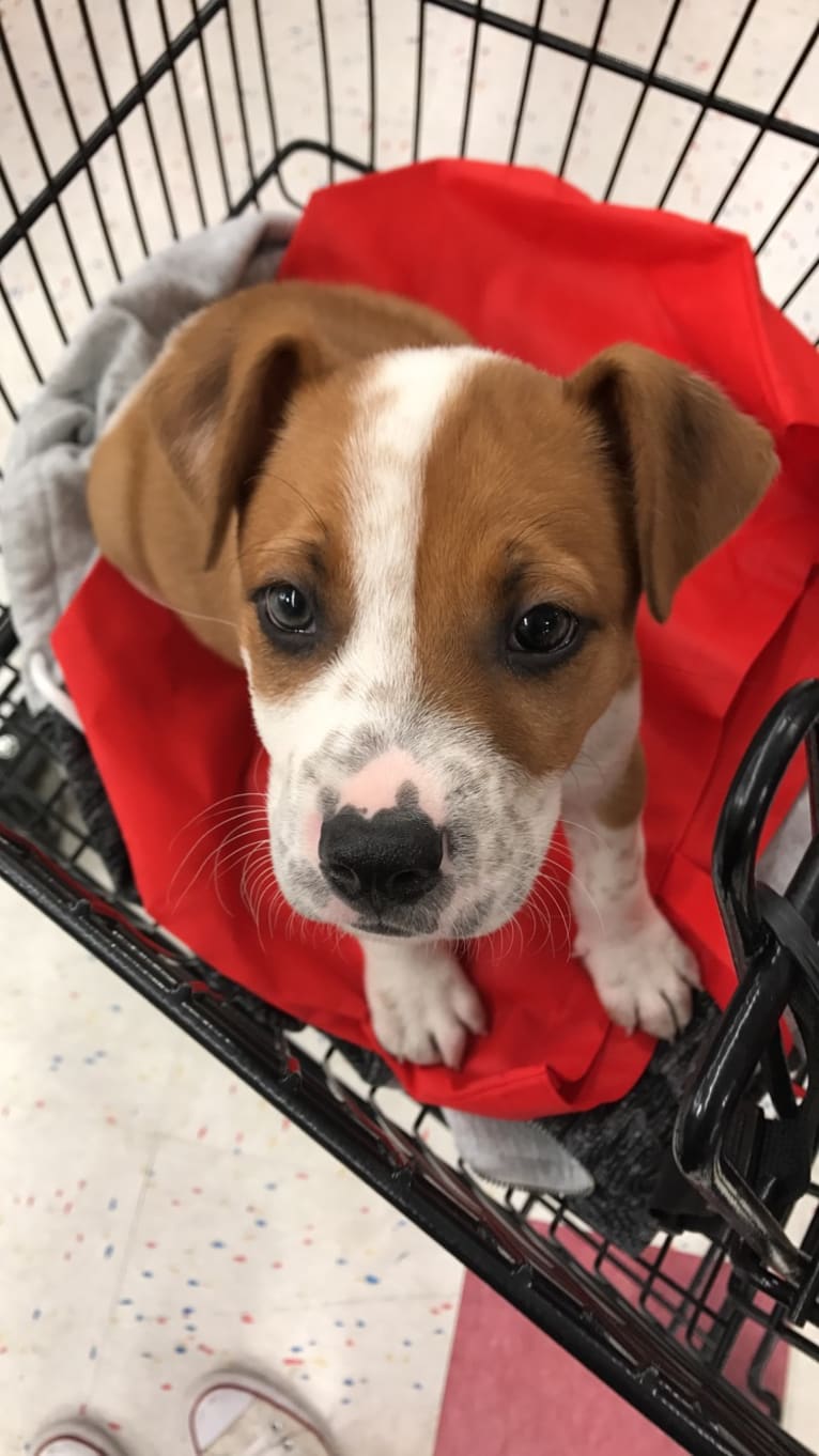 Gimli, an American Pit Bull Terrier and German Shepherd Dog mix tested with EmbarkVet.com